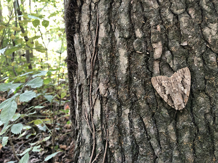 Sweetheart Underwing Moth